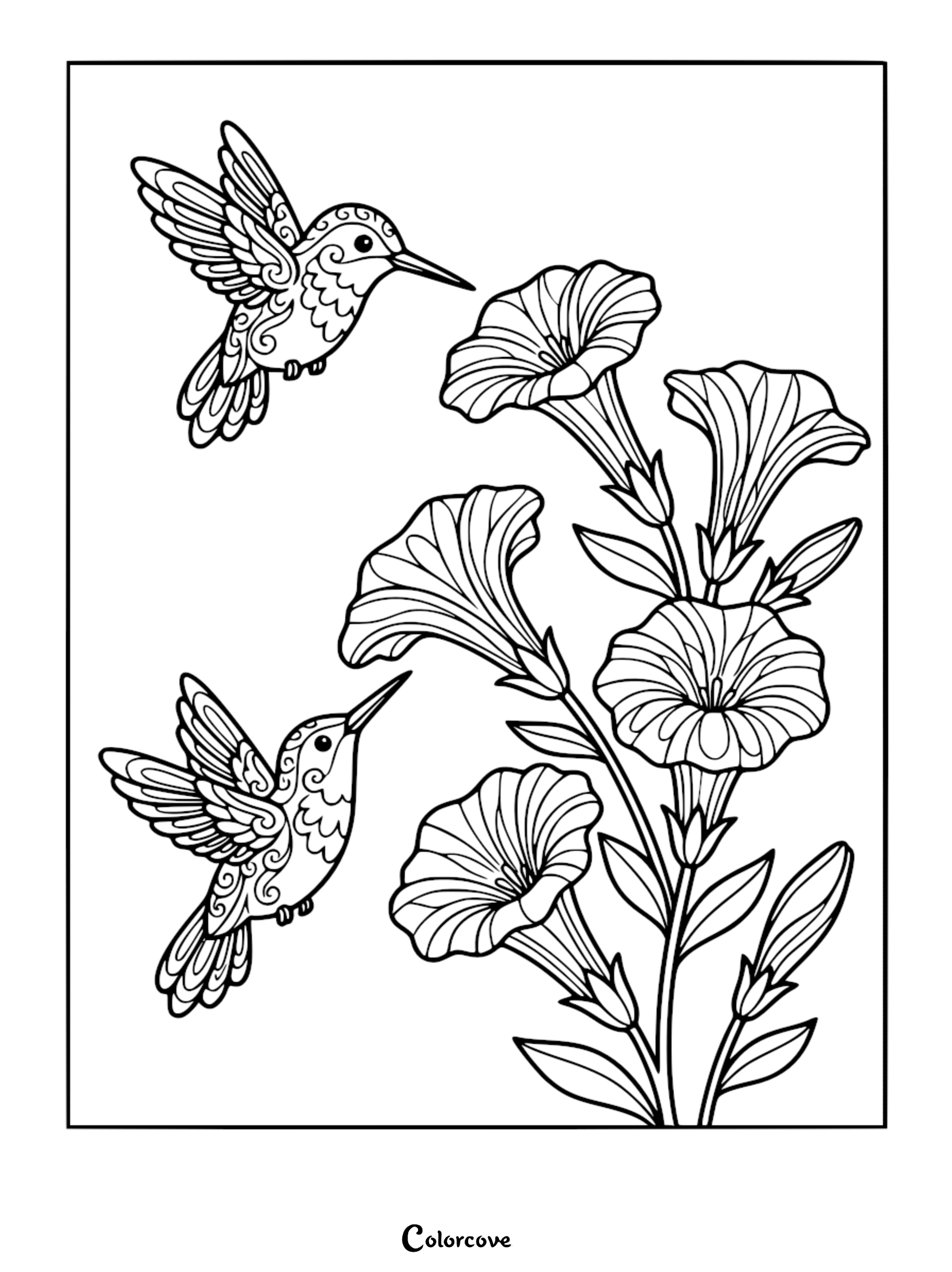Detailed hummingbird coloring page showing two patterned birds with swirling wing designs hovering near tall trumpet-shaped morning glory flowers.
