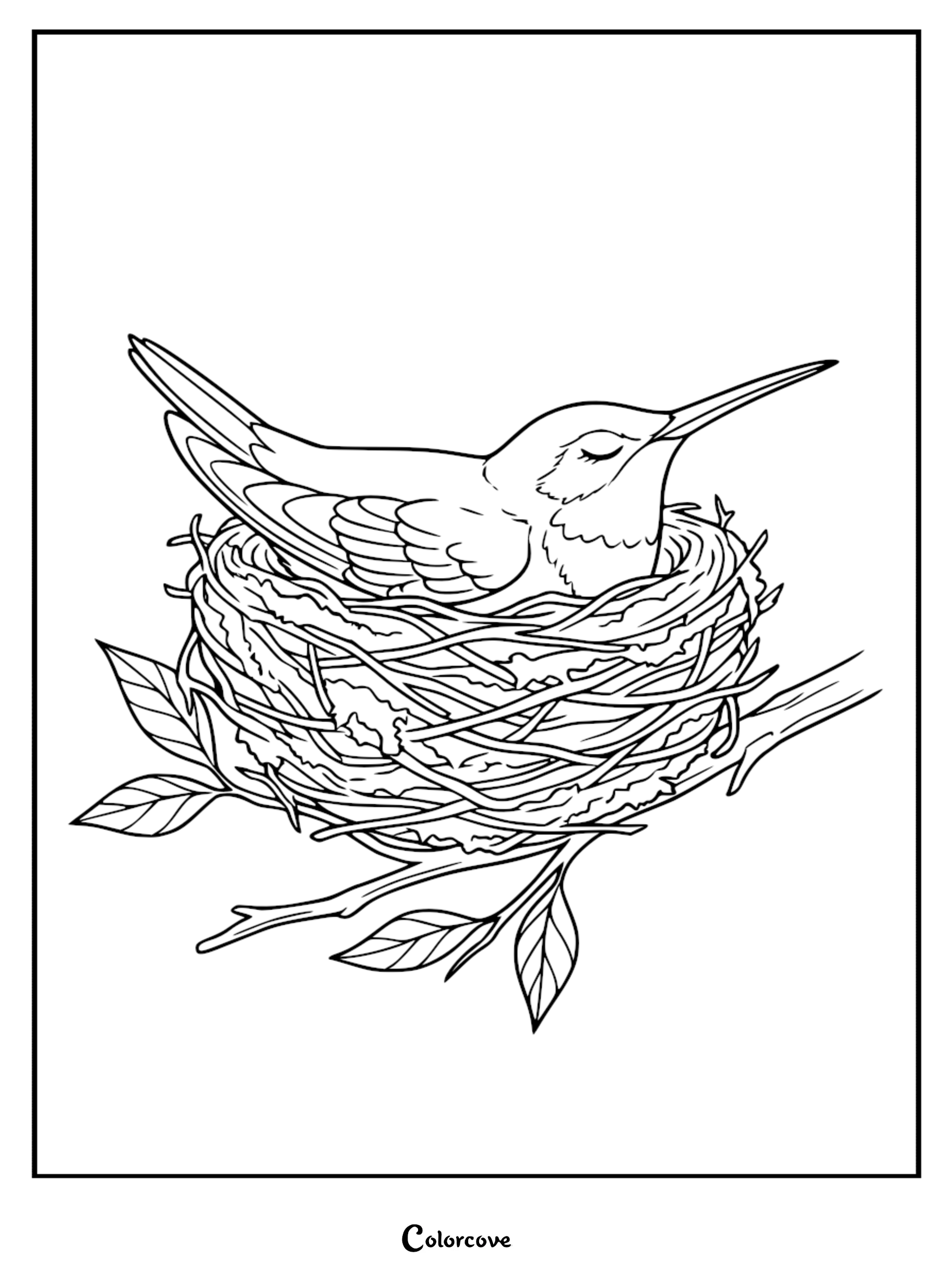 Download and print this beautiful hummingbird in nest coloring page for a relaxing afternoon of creativity. This free printable is ideal for kids and adults who love nature and bird watching.