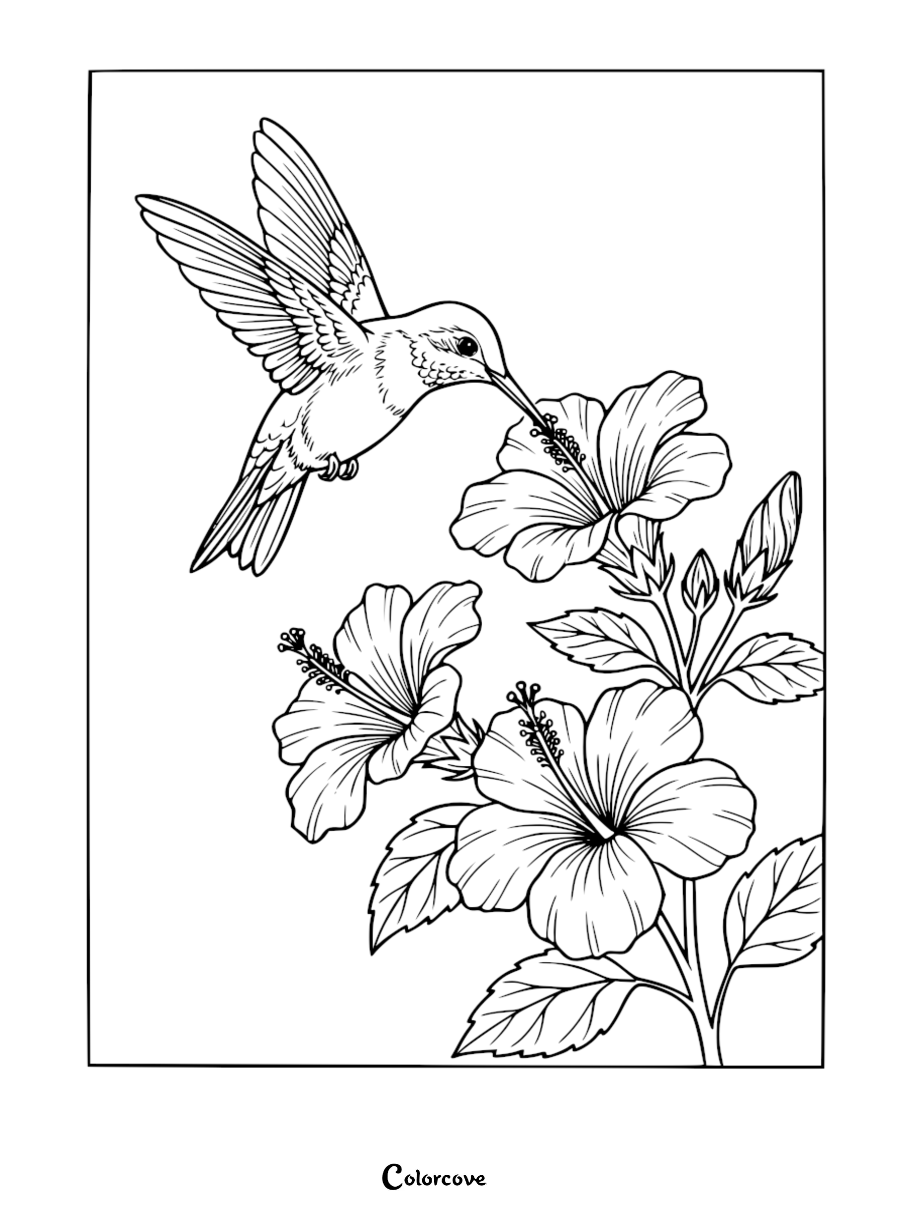 Download and print this beautiful hummingbird and hibiscus flowers coloring page, perfect for nature lovers and bird enthusiasts of all ages. This free printable sheet captures a graceful hummingbird sipping nectar from tropical blooms in stunning detail.