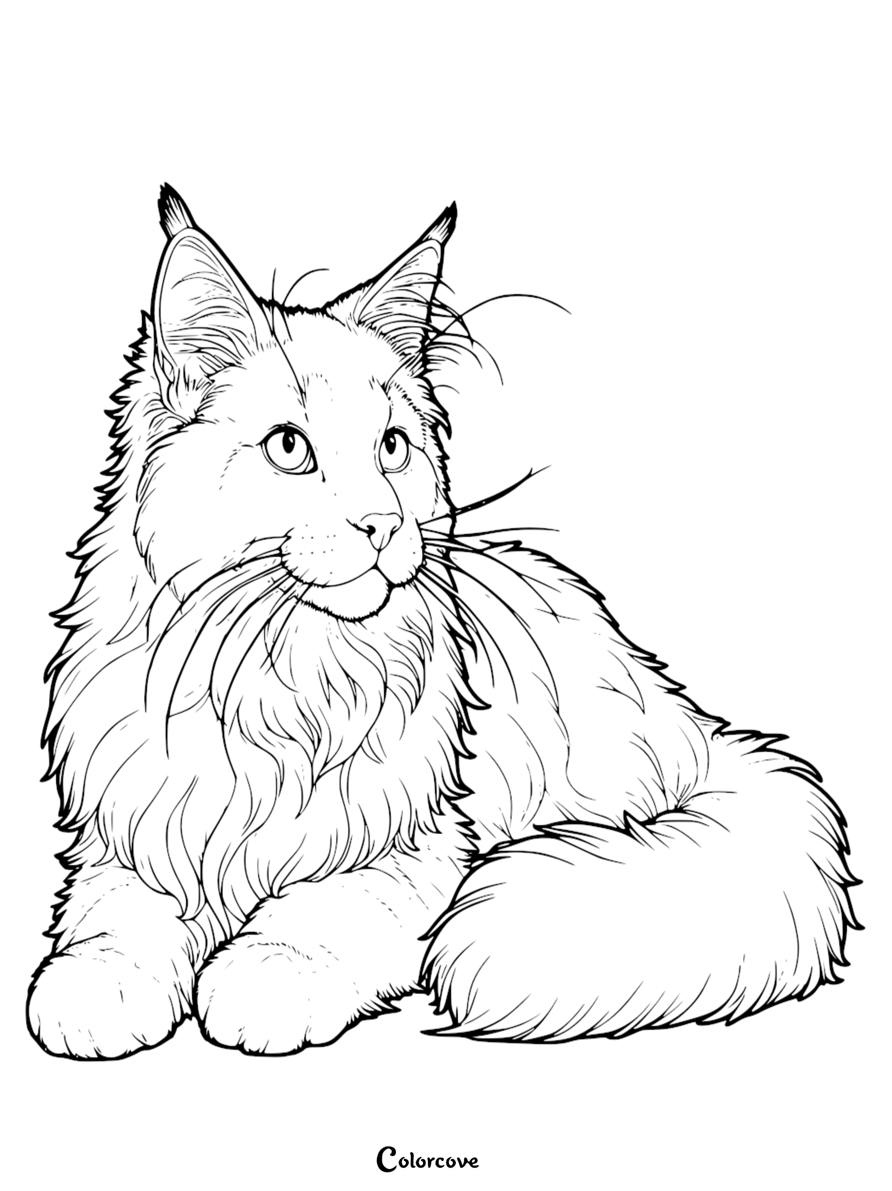 A detailed line art drawing of a fluffy Maine Coon cat with tufted ears for kids and adults to print and color