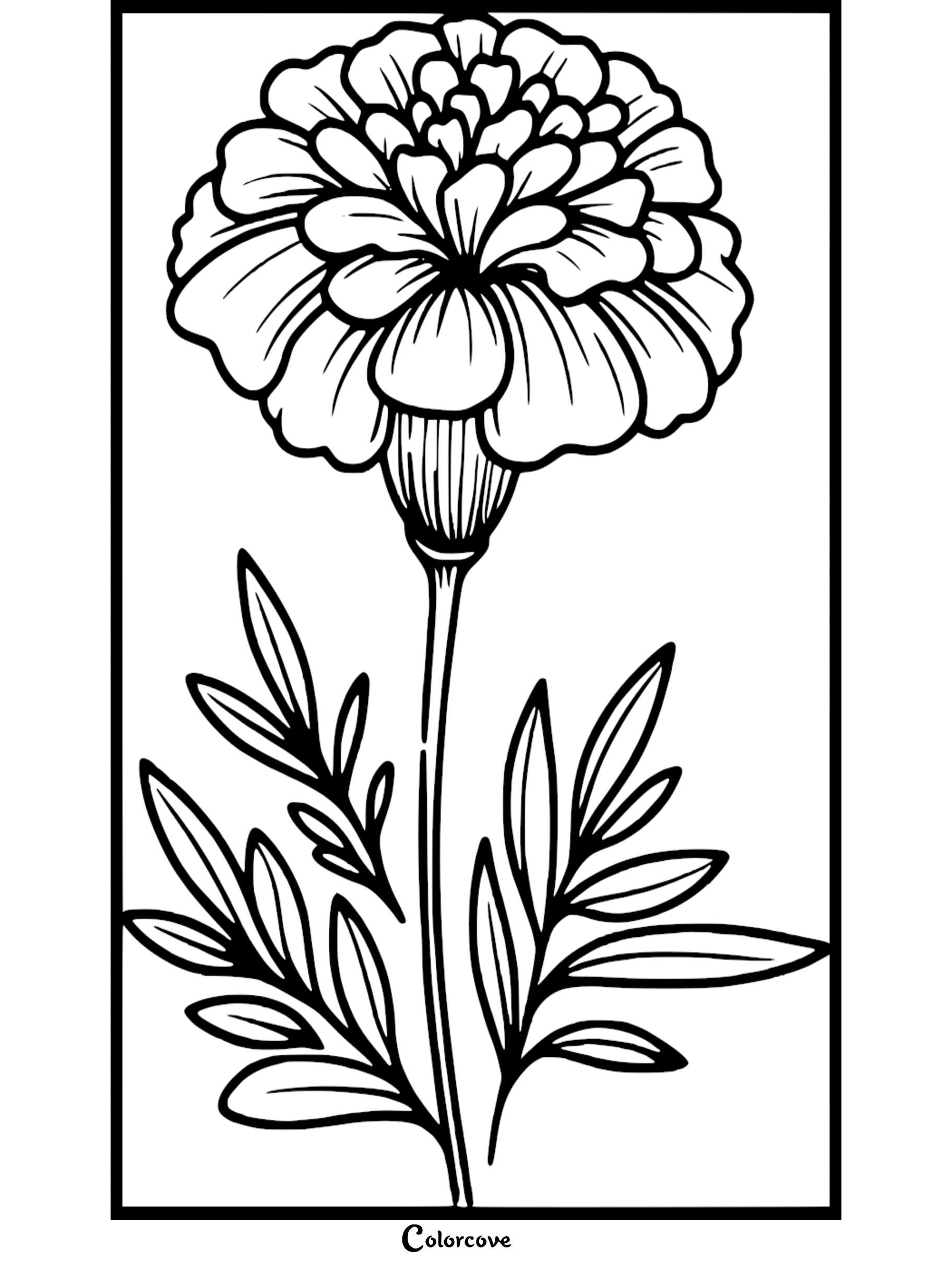 Marigold coloring page for kids and adults with detailed flower and leaves, ready to print and color.
