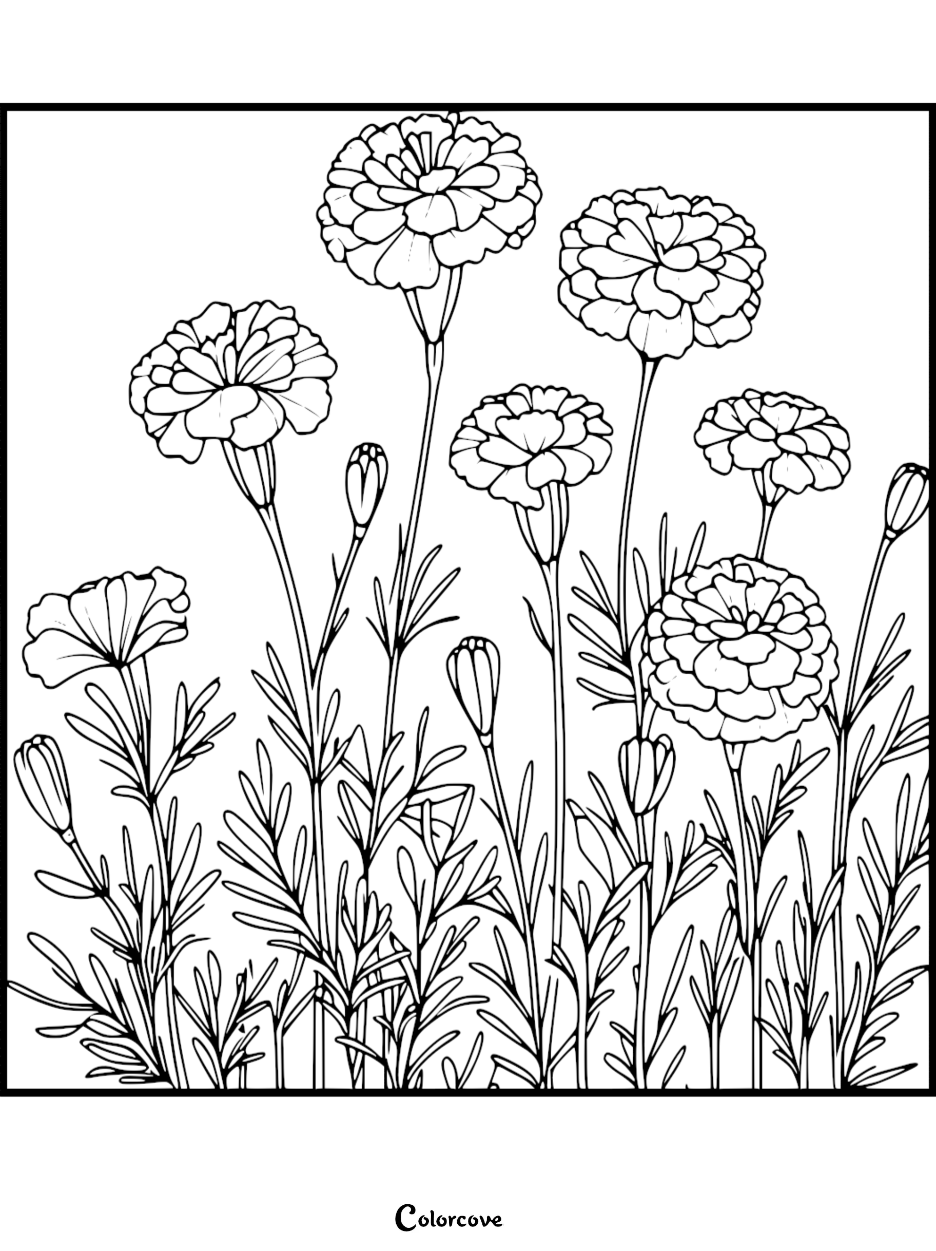 Floral coloring page with blooming marigold flowers and buds, perfect for relaxation and creativity.