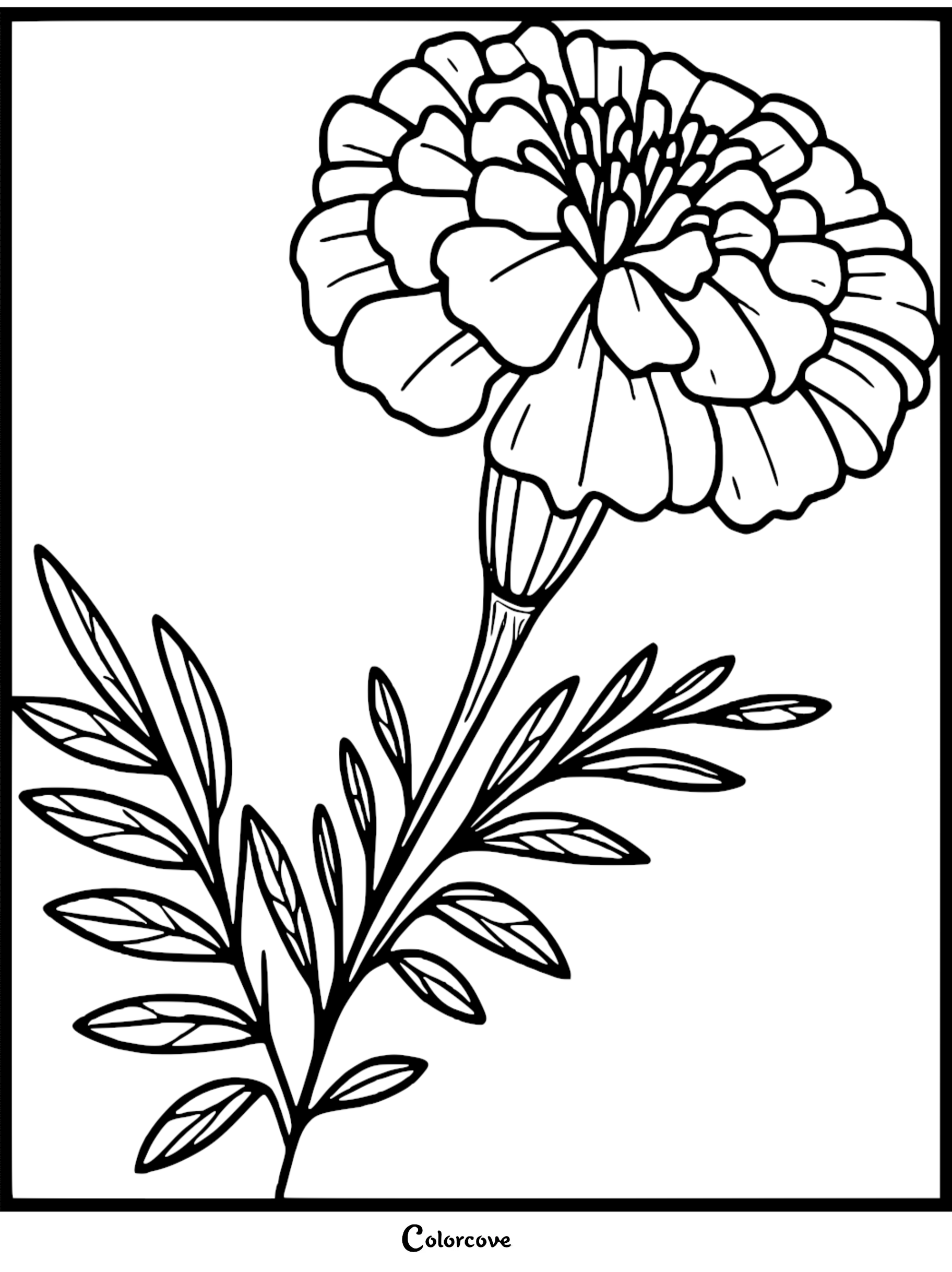 Black and white marigold flower coloring page with detailed petals and leaves. Perfect for floral coloring activities.