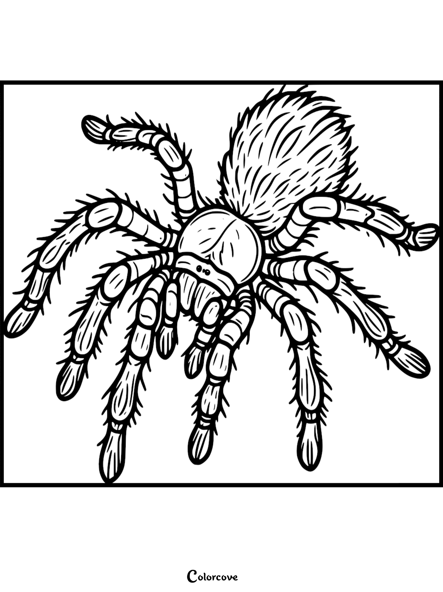 A detailed line art coloring page of a fuzzy tarantula with long, segmented, hairy legs and a rounded abdomen.
