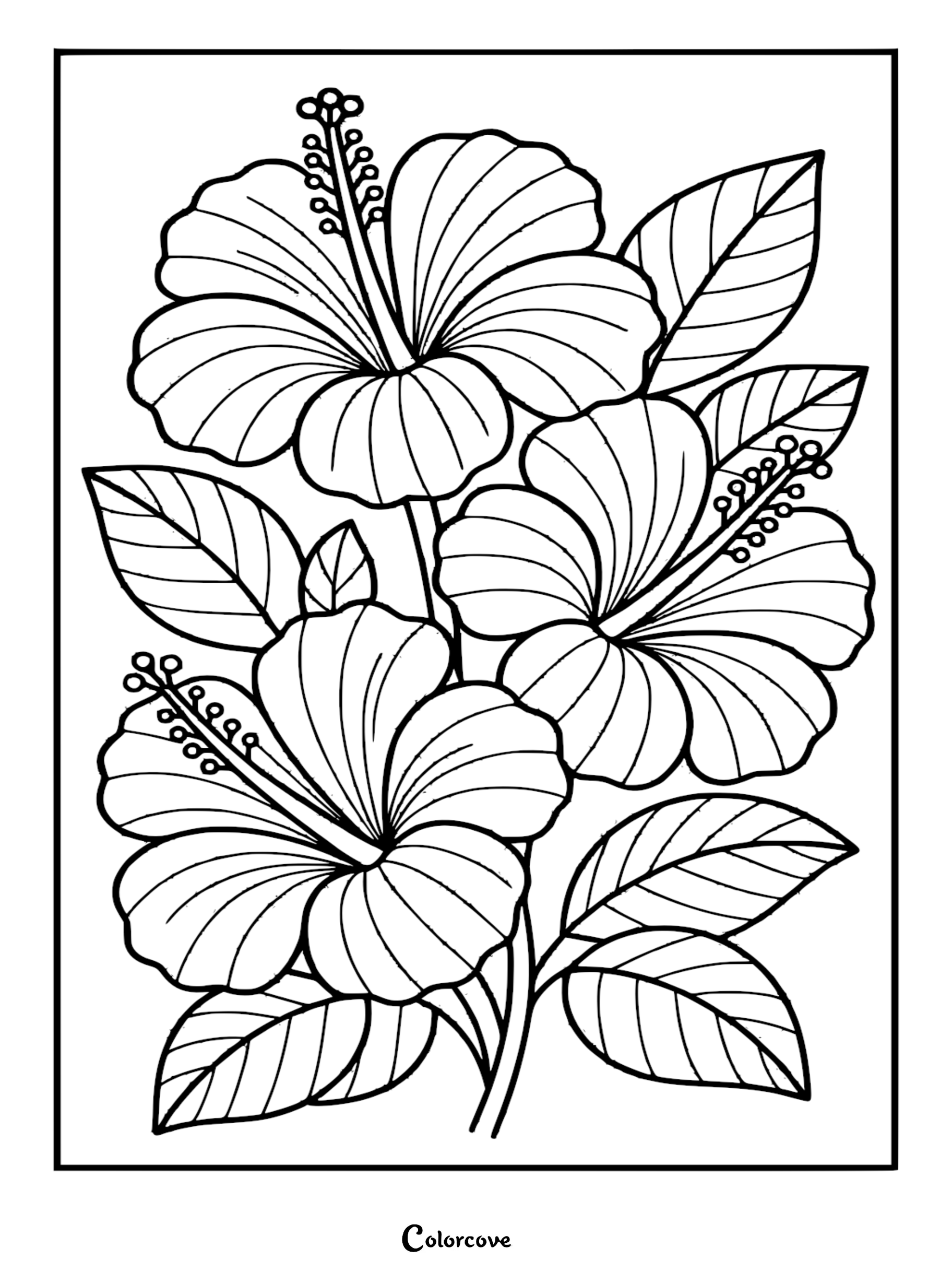 Three blooming tropical hibiscus flowers with long stamens and jagged leaves in a bold line art coloring page style.