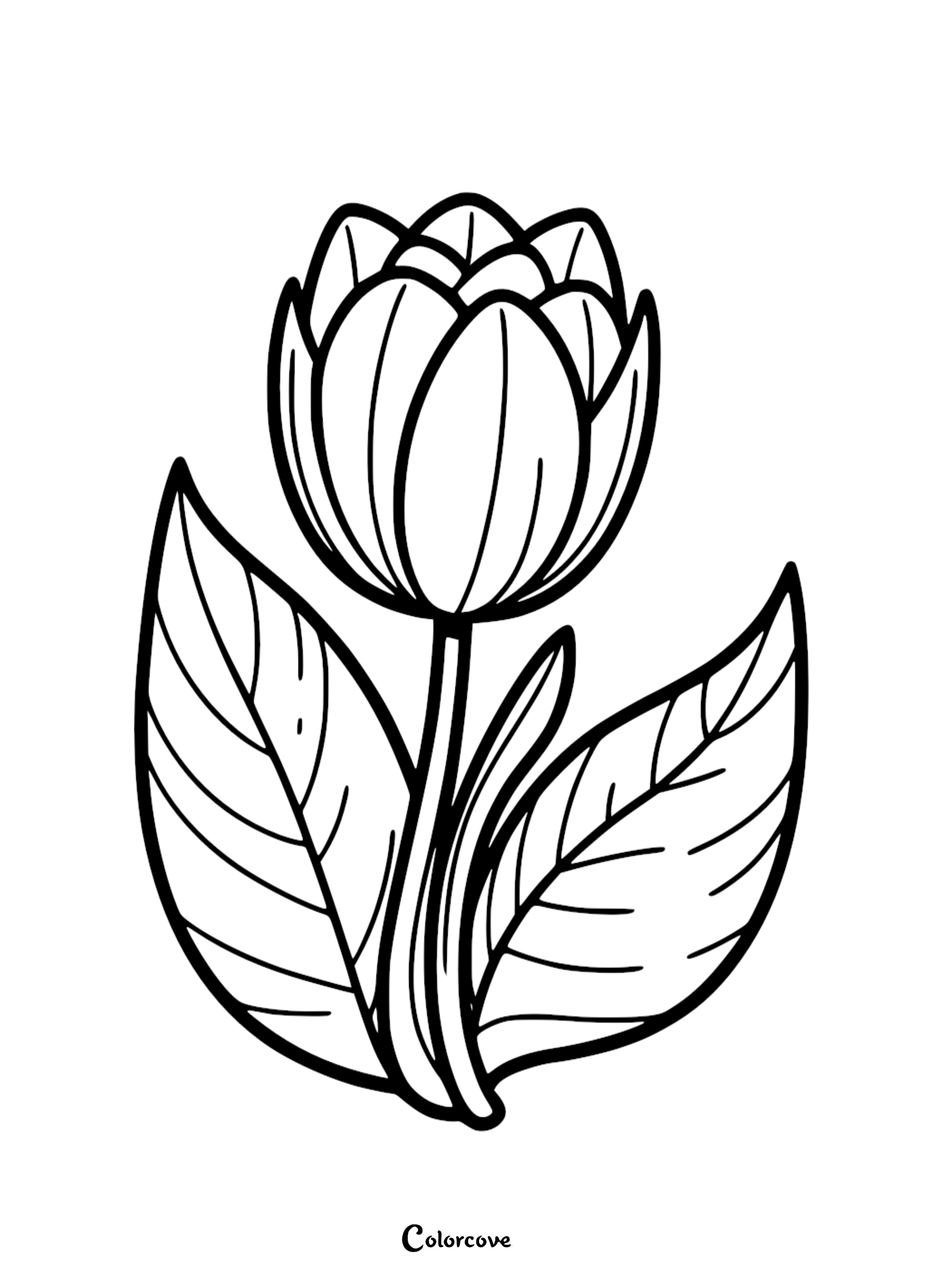 22 Free Tulip Coloring Pages